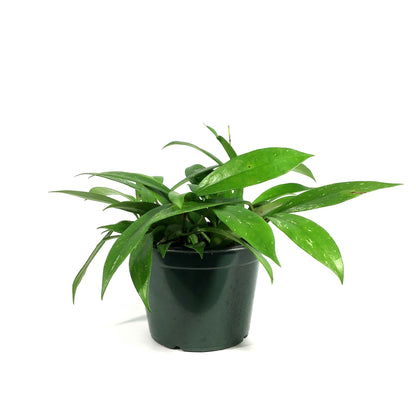 Hoya, 6in, Pubicalyx