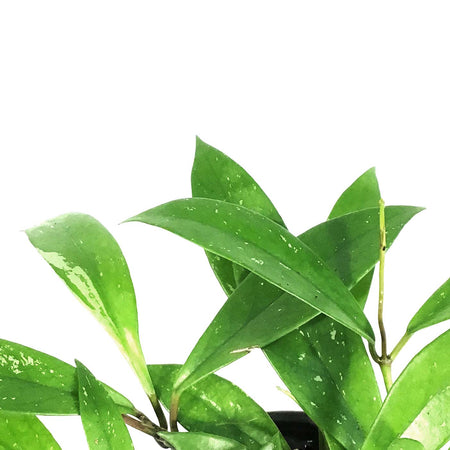 Hoya, 6in, Pubicalyx