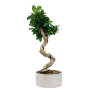 Bonsai, 8in, Ficus Ginseng in Ceramic Pot, S-Shape