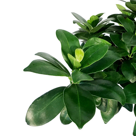 Bonsai, 8in, Ficus Ginseng in Ceramic Pot, S-Shape