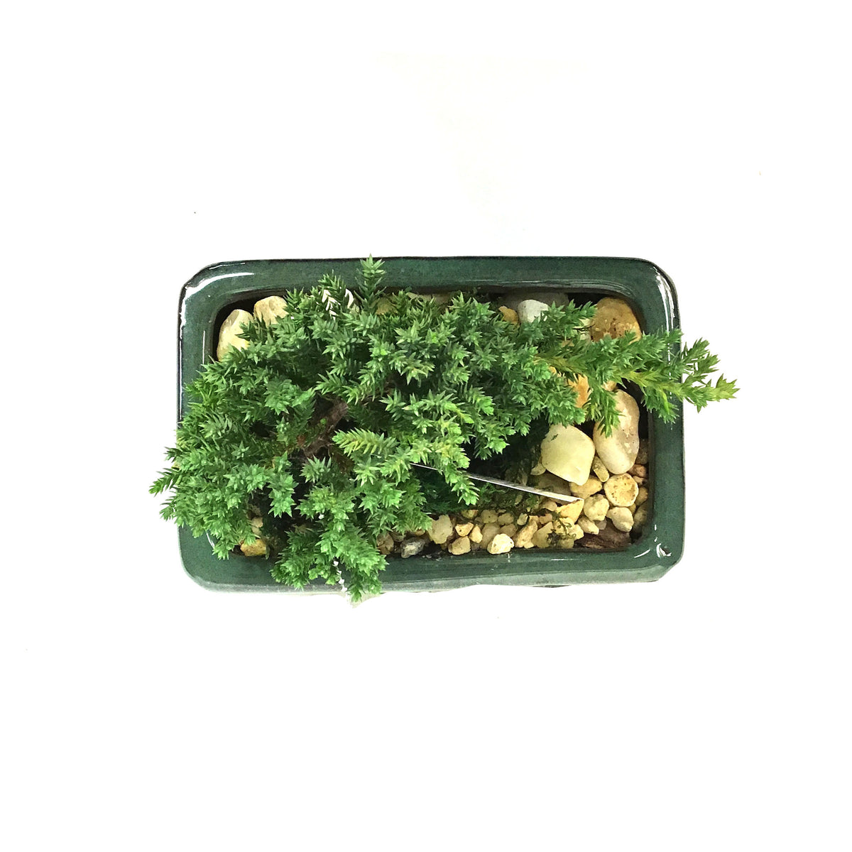 Bonsai, 6in, Juniper in Ceramic Pot
