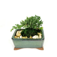 Bonsai, 6in, Juniper in Ceramic Pot