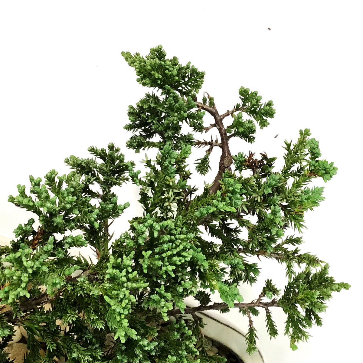 Bonsai, 12in, Juniper in Ceramic Pot