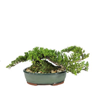 Bonsai, 12in, Juniper in Ceramic Pot