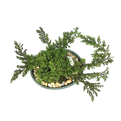 Bonsai, 12in, Juniper in Ceramic Pot