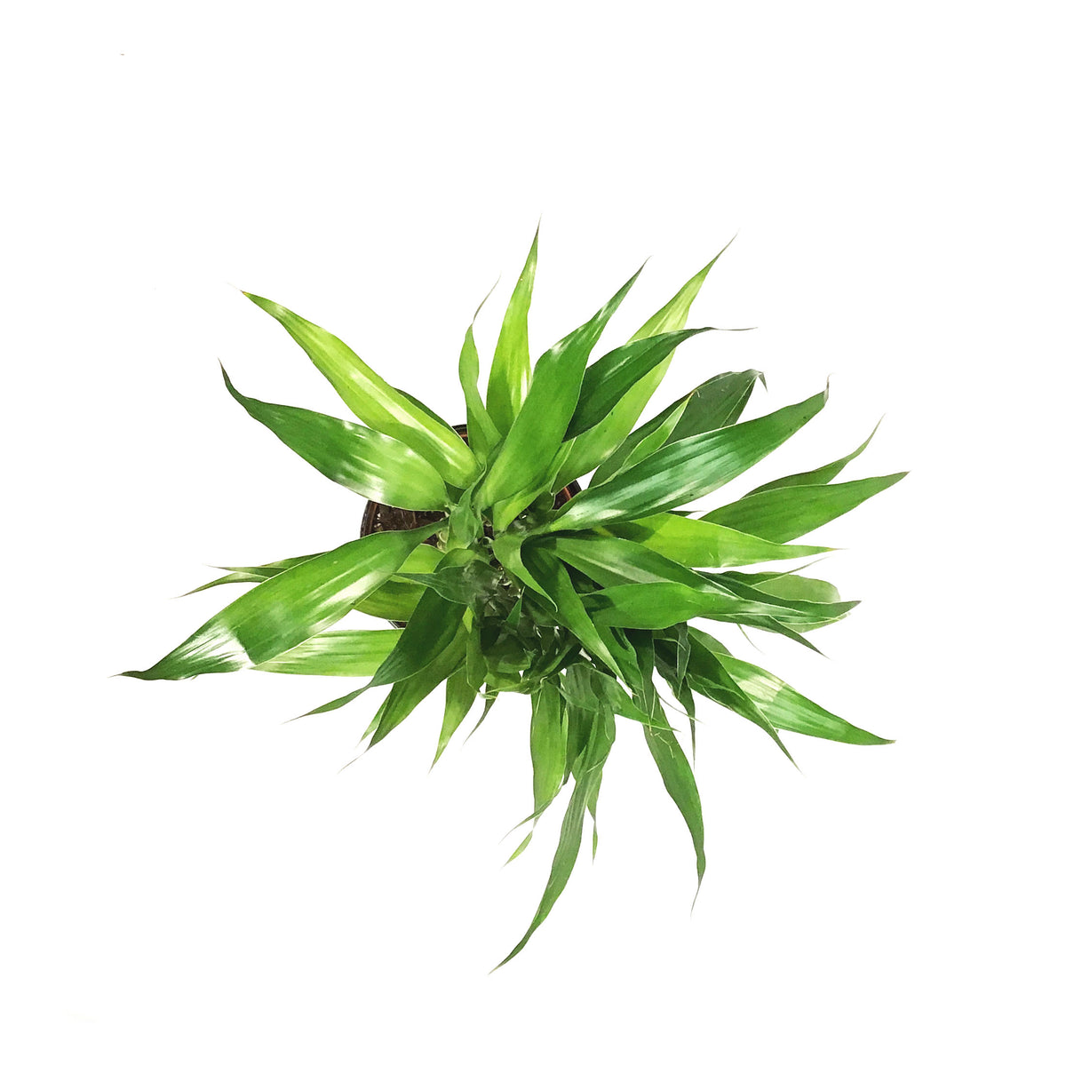 Lucky Bamboo, 6in, Twist in Ceramic Pot
