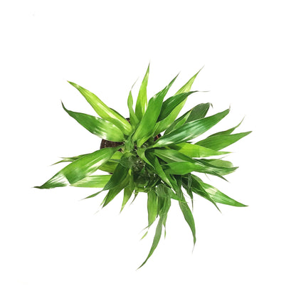Lucky Bamboo, 6in, Twist in Ceramic Pot
