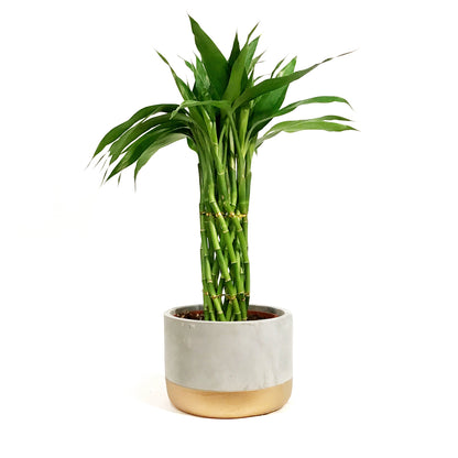 Lucky Bamboo, 6in, Twist in Ceramic Pot