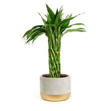 Load image into Gallery viewer, Lucky Bamboo, 6in, Twist in Ceramic Pot
