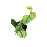 Scindapsus, 4in, Silver Splash