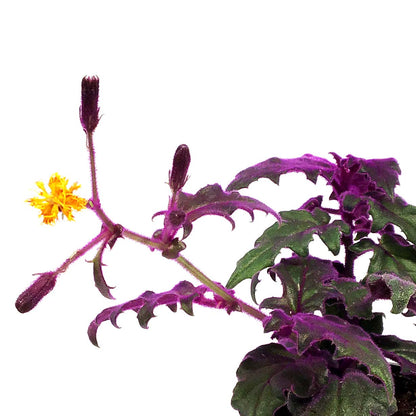 Gynura Aurantiaca, 4in, Purple Passion