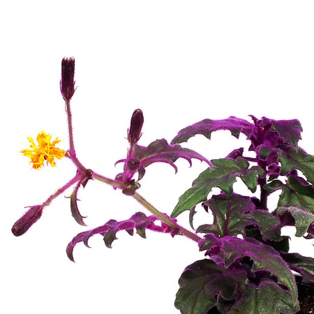 Gynura Aurantiaca, 4in, Purple Passion