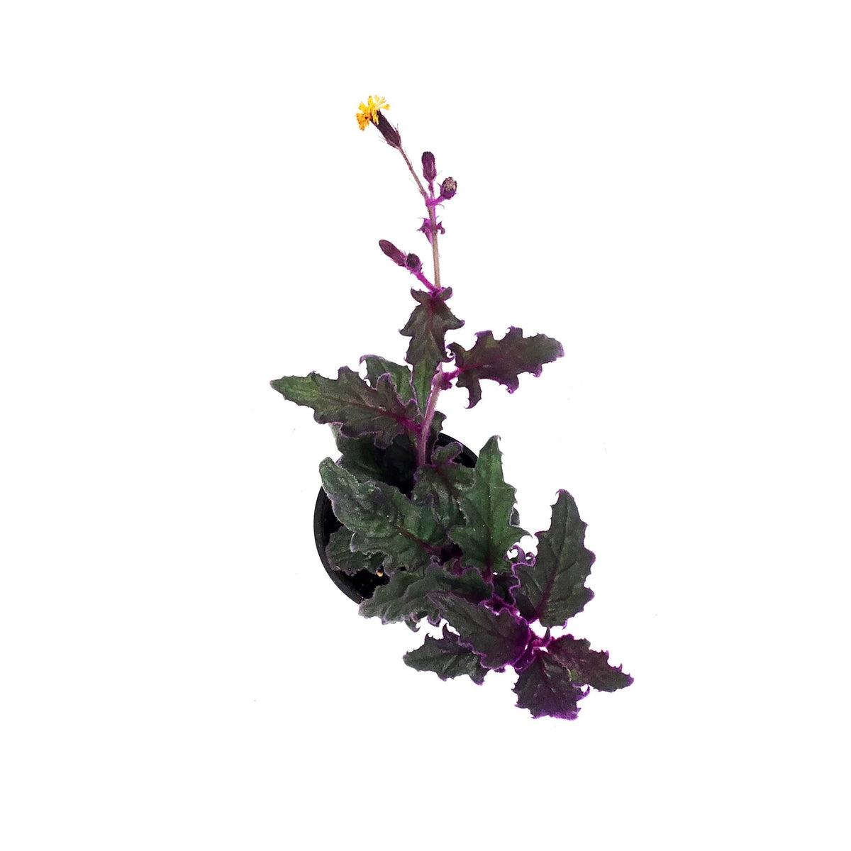 Gynura Aurantiaca, 4in, Purple Passion