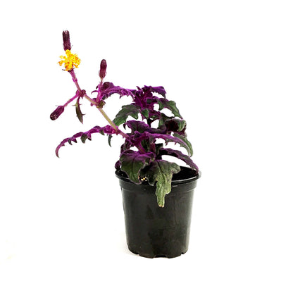 Gynura Aurantiaca, 4in, Purple Passion