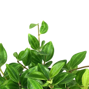 Peperomia, 4in, Funky Frog