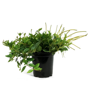 Peperomia, 4in, Funky Frog