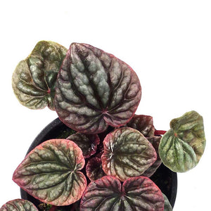 Peperomia, 4in, Abricos