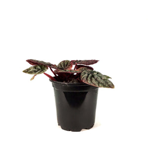 Peperomia, 4in, Abricos