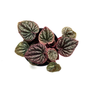 Peperomia, 4in, Abricos