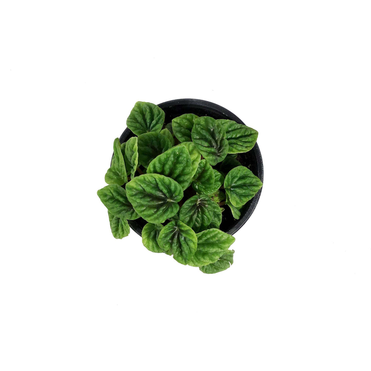 Peperomia, 4in, Emerald Ripple