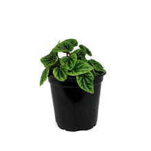 Load image into Gallery viewer, Peperomia, 4in, Emerald Ripple
