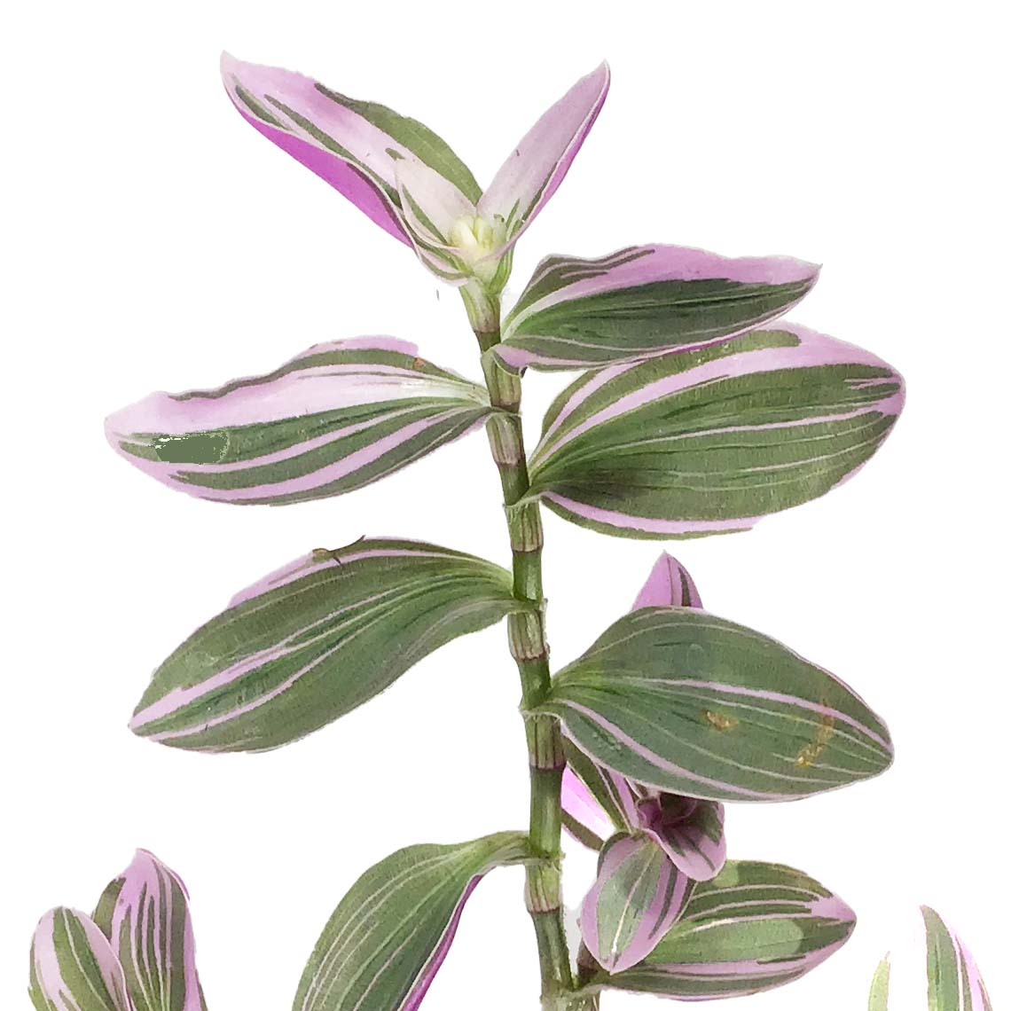 Tradescantia, 4in, Sweetness