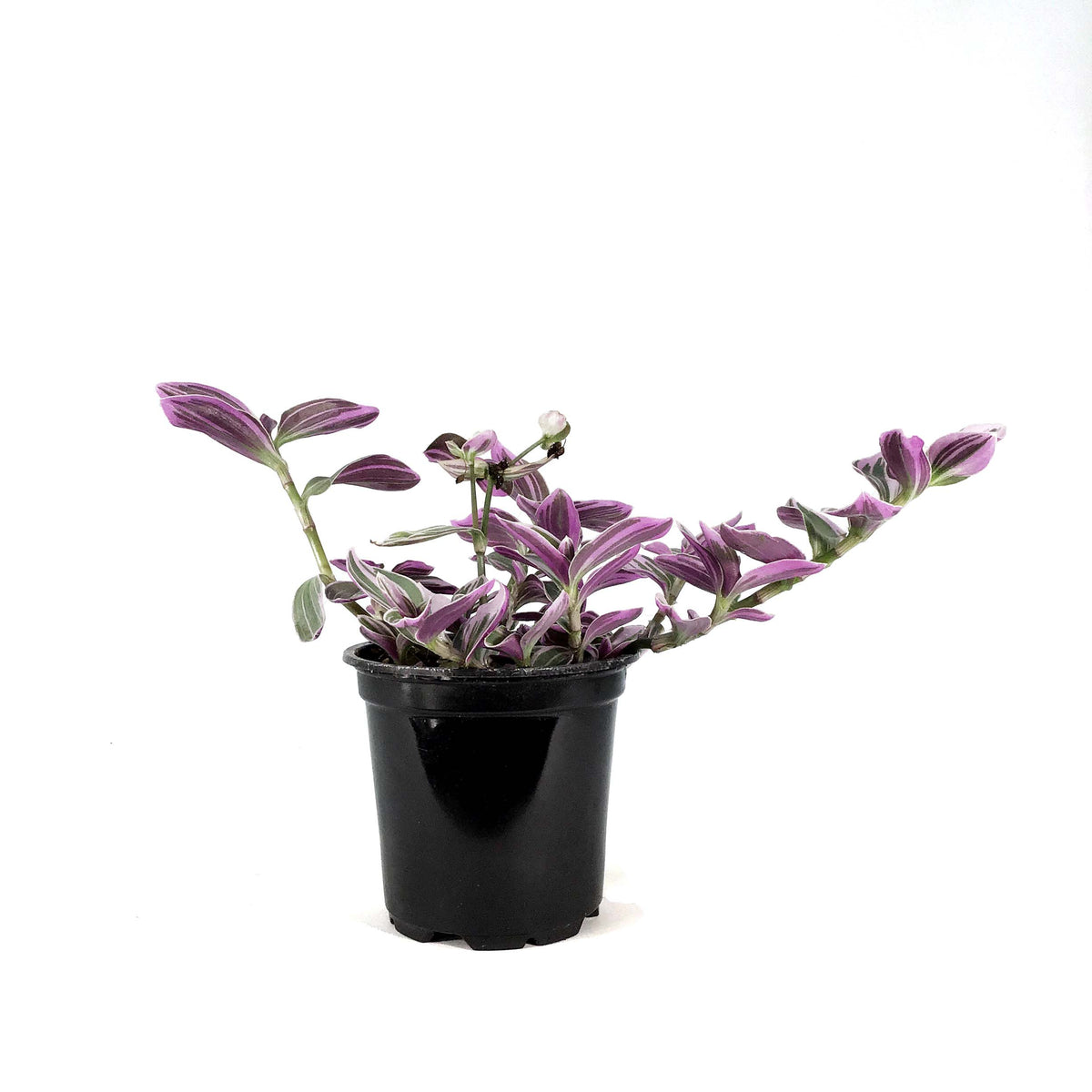 Tradescantia, 4in, Sweetness