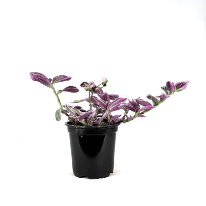 Tradescantia, 4in, Sweetness