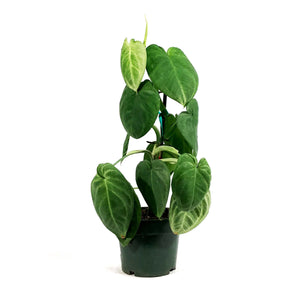 Syngonium, 6in, Ice Frost