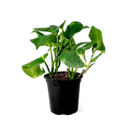 Pothos, 4in, Hawaiian