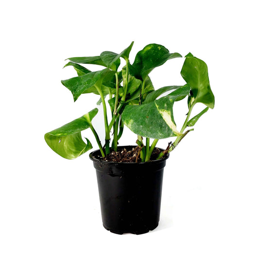 Pothos, 4in, Hawaiian