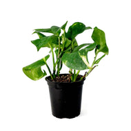 Pothos, 4in, Hawaiian