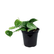 Scindapsus, 4in, Silvery Ann