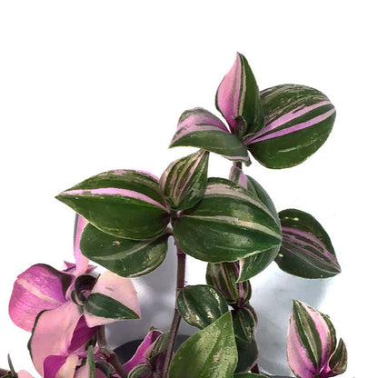 Tradescantia, 4in, Quadricolor