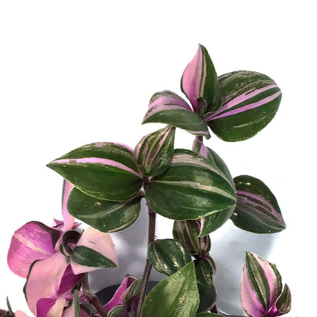 Tradescantia, 4in, Quadricolor