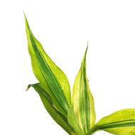 Dracaena, 4in, Sanderiana Golden Ribbon Plant