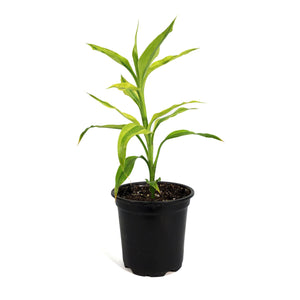 Dracaena, 4in, Sanderiana Golden Ribbon Plant