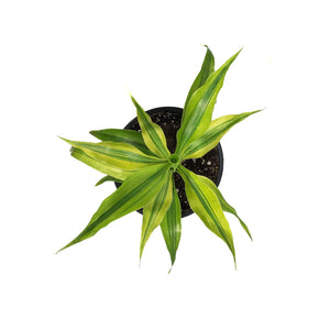 Dracaena, 4in, Sanderiana Golden Ribbon Plant