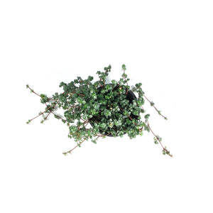 Pilea, 4in, Silver Sparkle