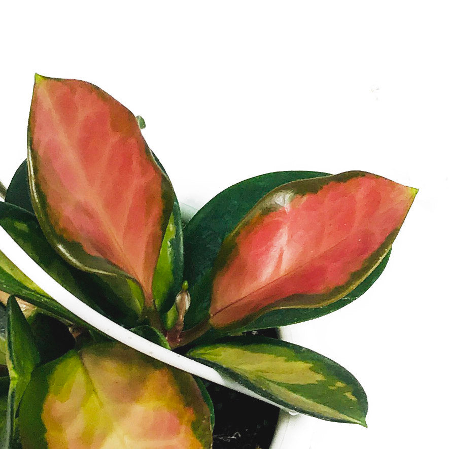 Hoya, 4.5in Hanging Basket, Australis Lisa