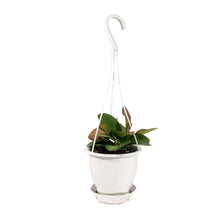 Load image into Gallery viewer, Hoya, 4.5in Hanging Basket, Australis Lisa

