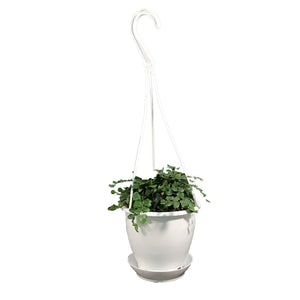 Fern, 4.5in Hanging Basket, Button