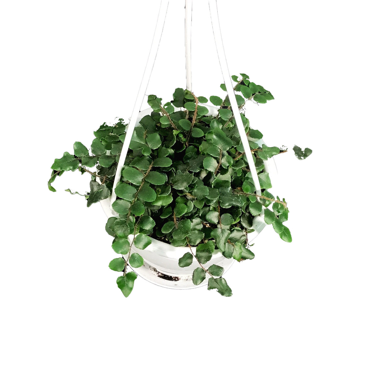 Fern, 4.5in Hanging Basket, Button