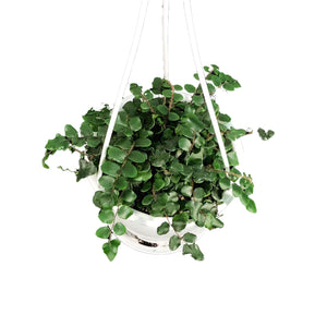 Fern, 4.5in Hanging Basket, Button