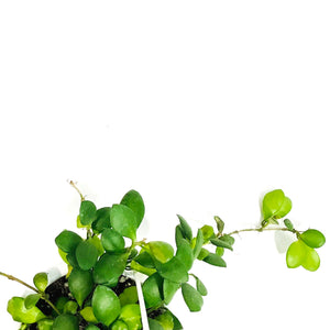 Hoya, 4.5in Hanging Basket, Heuschkeliana Yellow