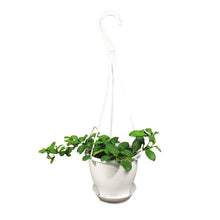 Load image into Gallery viewer, Hoya, 4.5in Hanging Basket, Heuschkeliana Yellow
