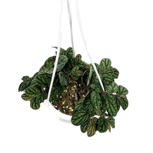 Pellionia, 4.5in Hanging Basket, Polynesian Ivy