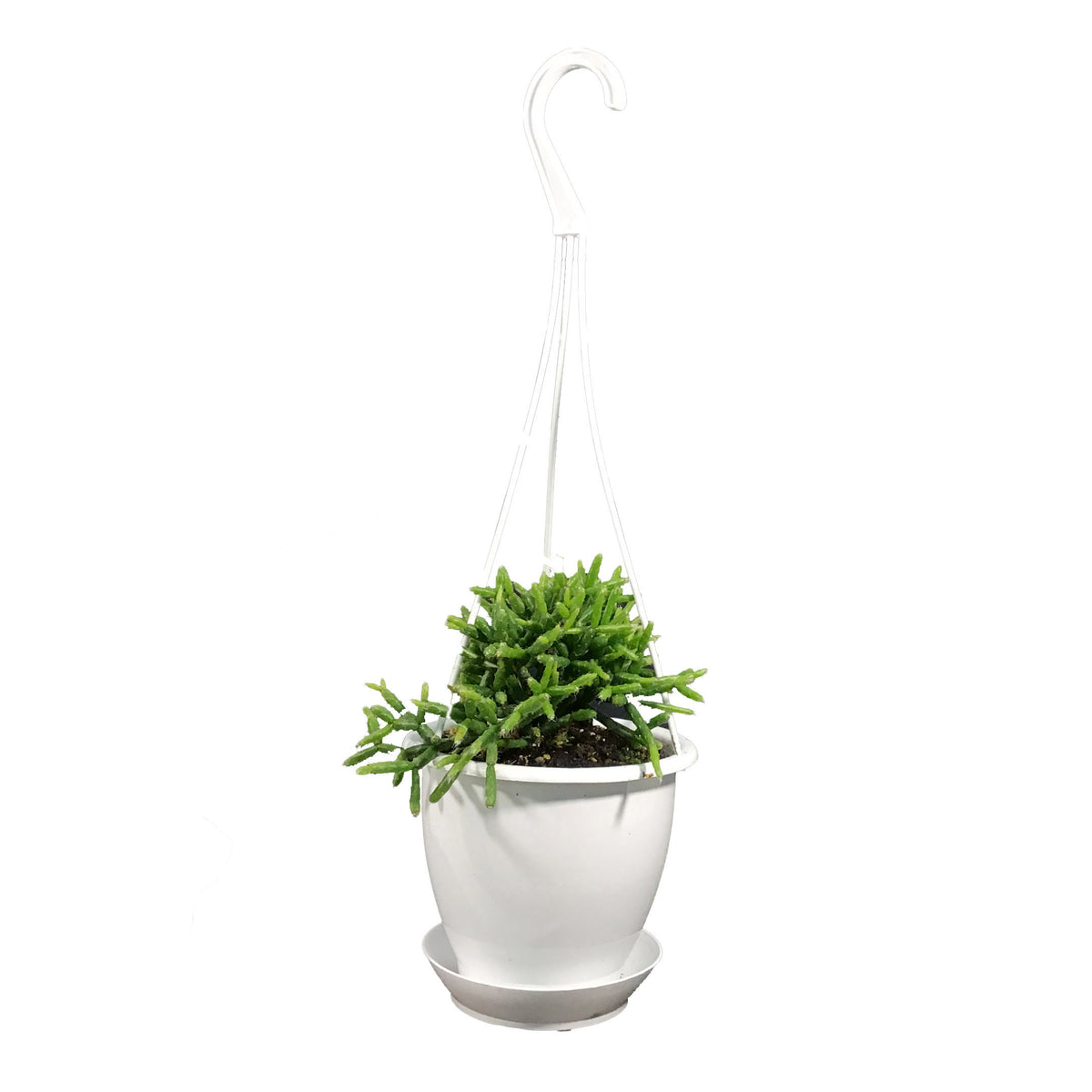 Cactus, 4.5in, Rhipsalis Mistletoe