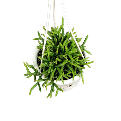 Cactus, 4.5in, Rhipsalis Mistletoe