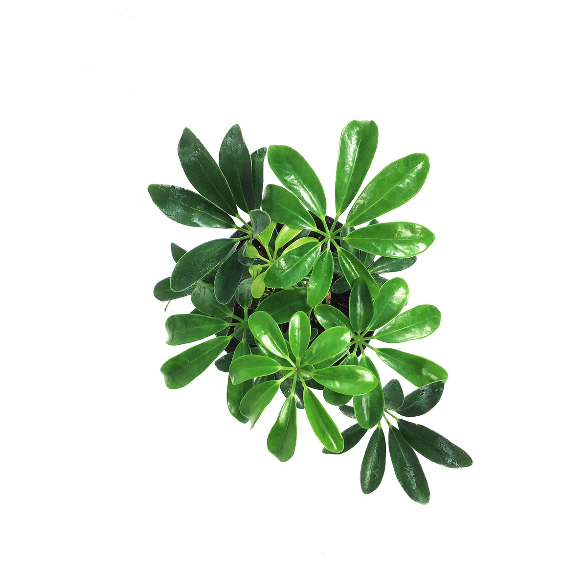Schefflera, 4in, Arboricola Green Mini